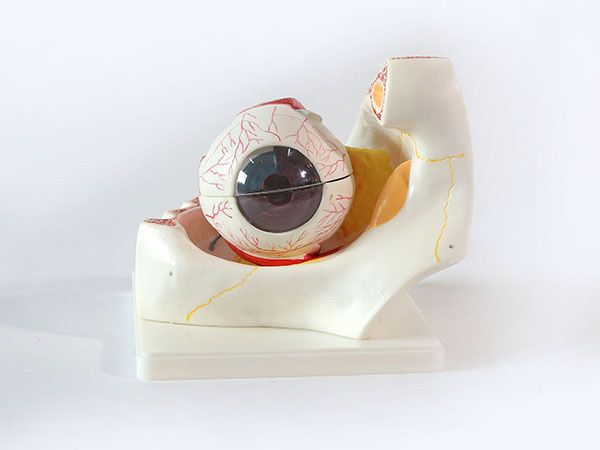 眼机关模子带眼眶