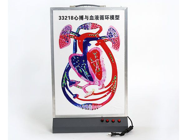 心搏与血液轮回模子