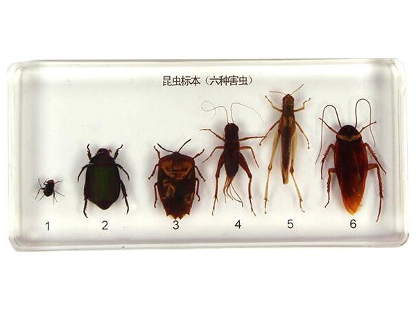 虫豸标本六种益虫