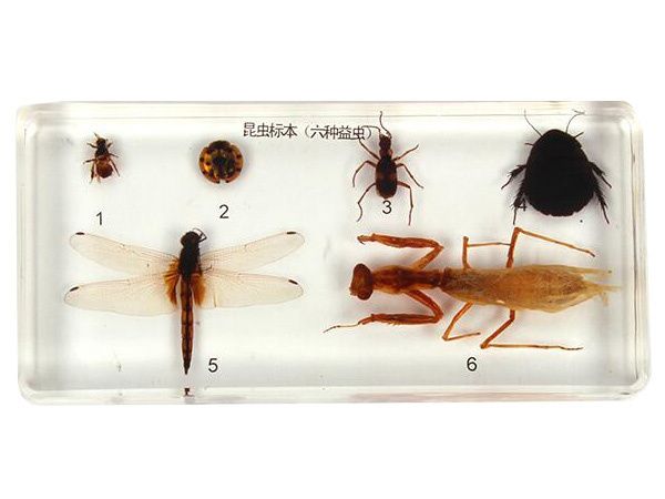 虫豸标本六种益虫