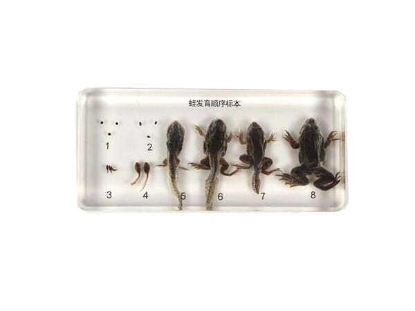 蛙发育挨次标本