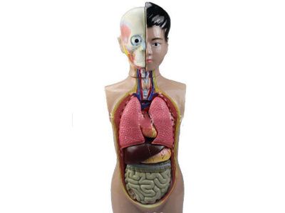 少年人体半身模子