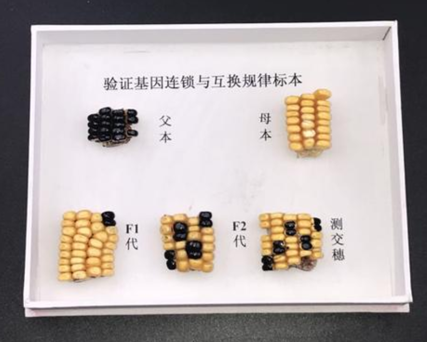 考证基因分手纪律玉米标本