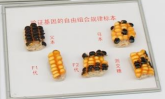 考证基因自在组合纪律玉米标本