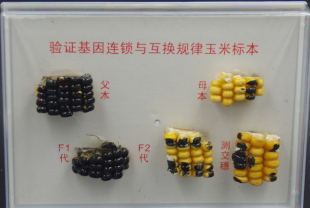 考证基因连锁与交换纪律玉米标本
